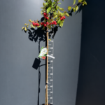 Malus ‘Red Sentinel’ 7L – декоративна ябълка