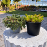 Sedum ‘Angelina’ & Sedum ‘Aurea’ Mix 1L – декоративен седум микс