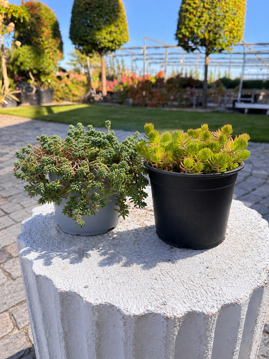 f91dc393-c3b0-418e-be9a-555c56690f8e Sedum ‘Angelina’ & Sedum ‘Aurea’ Mix 1L – декоративен седум микс - Image 1