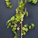 Vitis vinifera ‘Afrodita’ 4L – десертно грозде Афродита