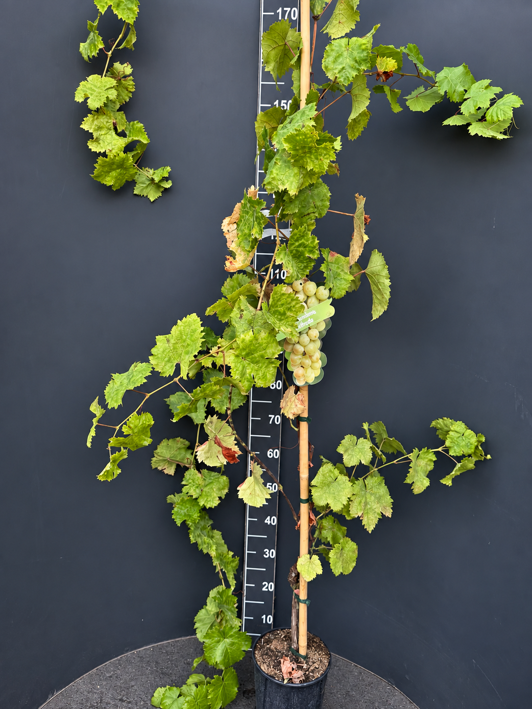 fd6af858-7e92-40f7-ba45-6e9b1f4d4f11 Vitis vinifera ‘Afrodita’ 4L – десертно грозде Афродита - Image 1